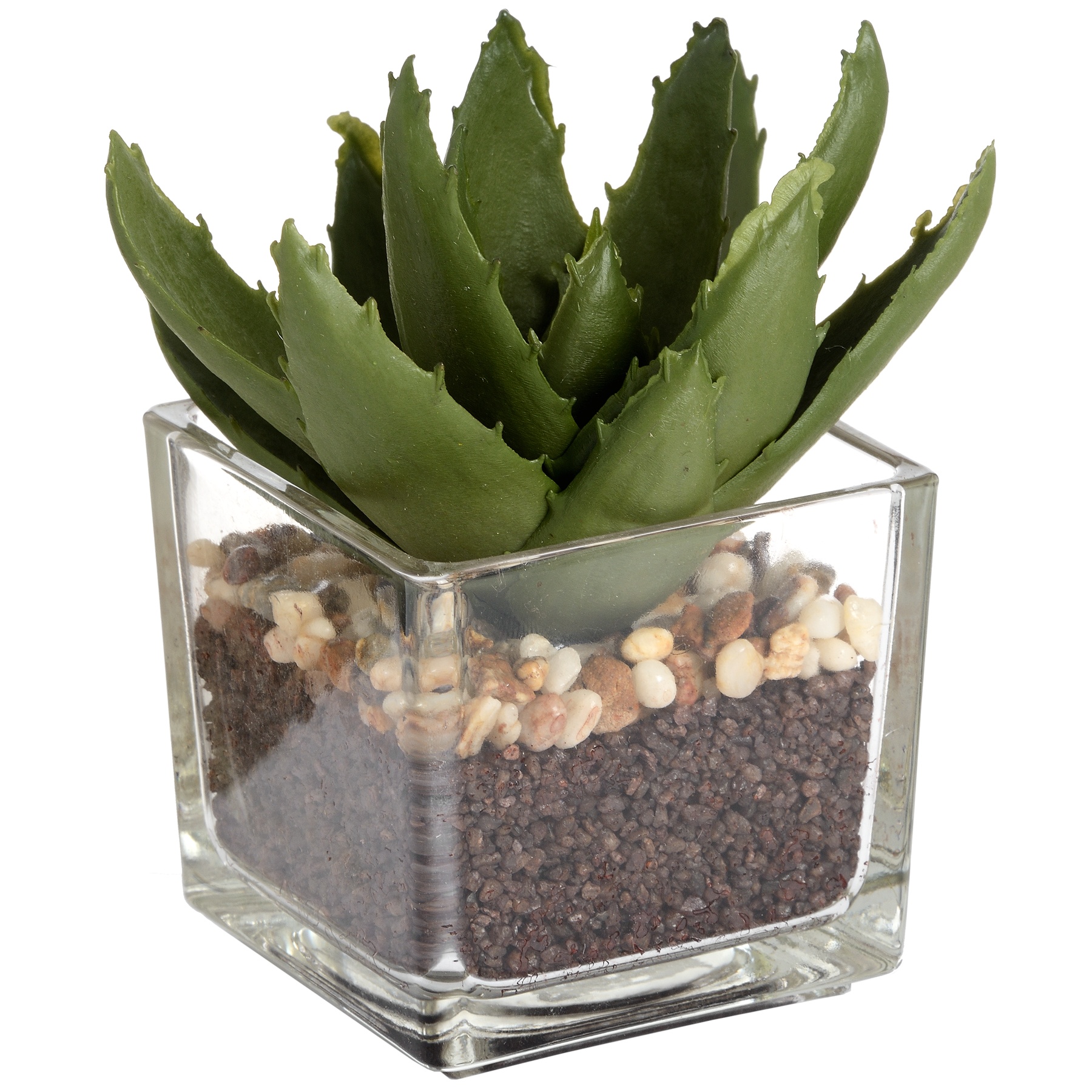 Miniature Aloe Vera in Glass Pot