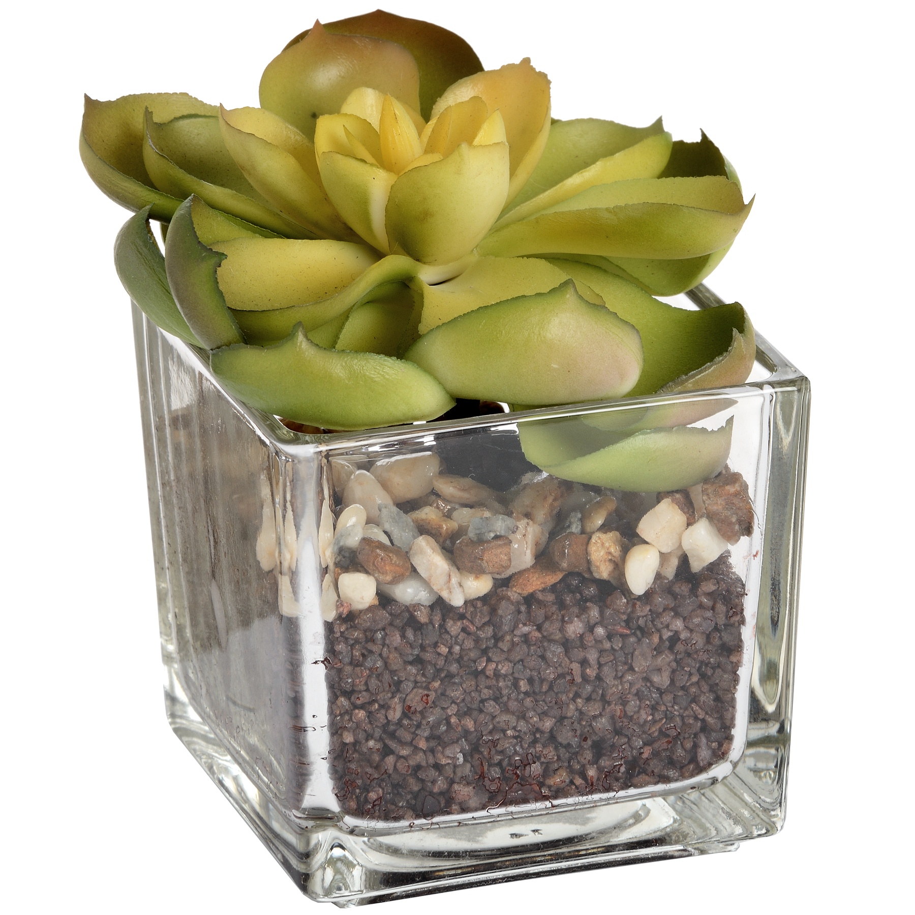 Miniature Succulent in Glass Pot
