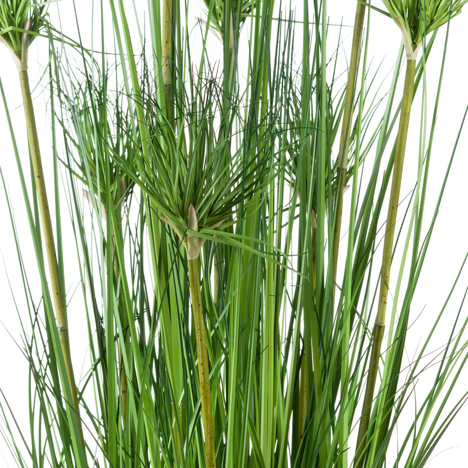 Water Bamboo Grass  48 Inch Just Lovely Products