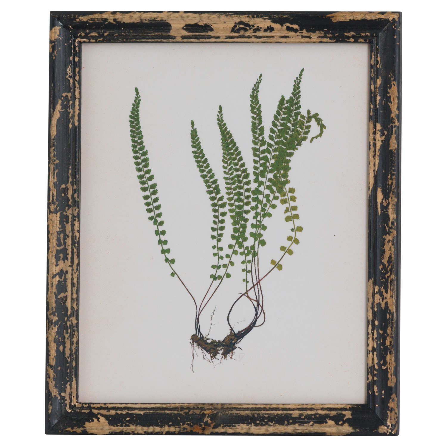 Rustic Framed Botanical Picture
