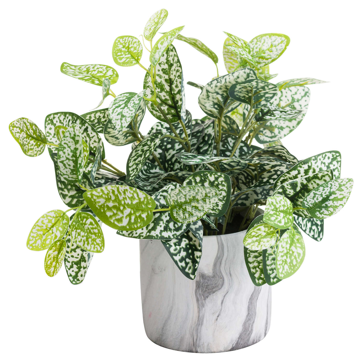 Variegated White And Green Nerve Plant
