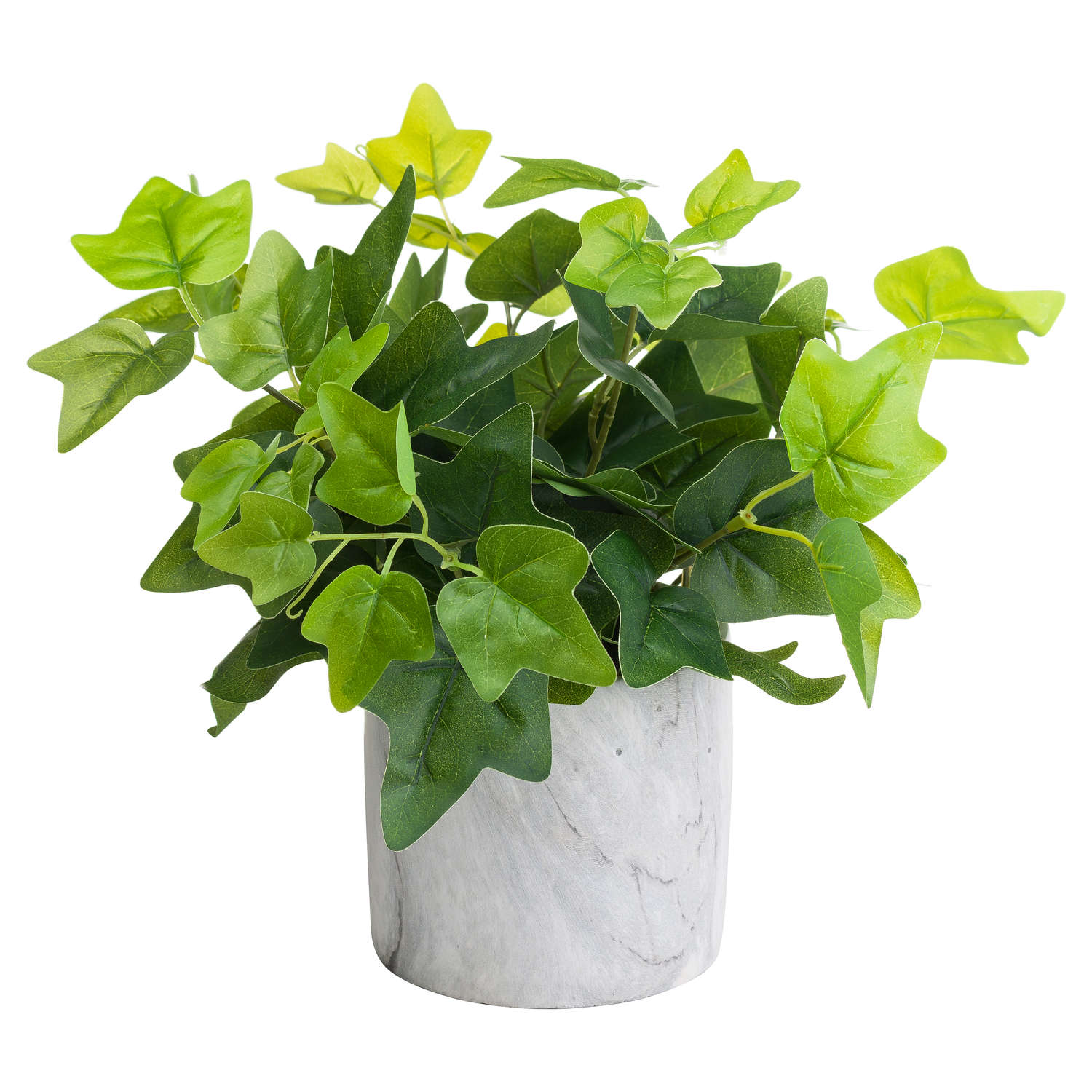 Potted Ivy House Plant