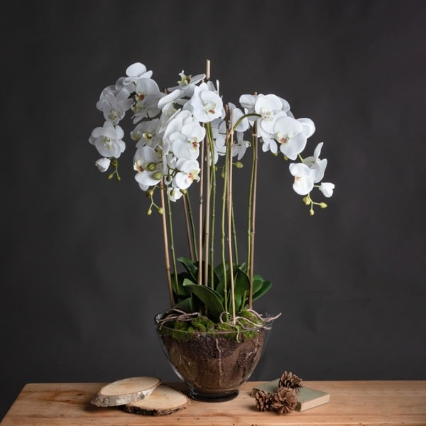 Large White Orchid In Stone Pot