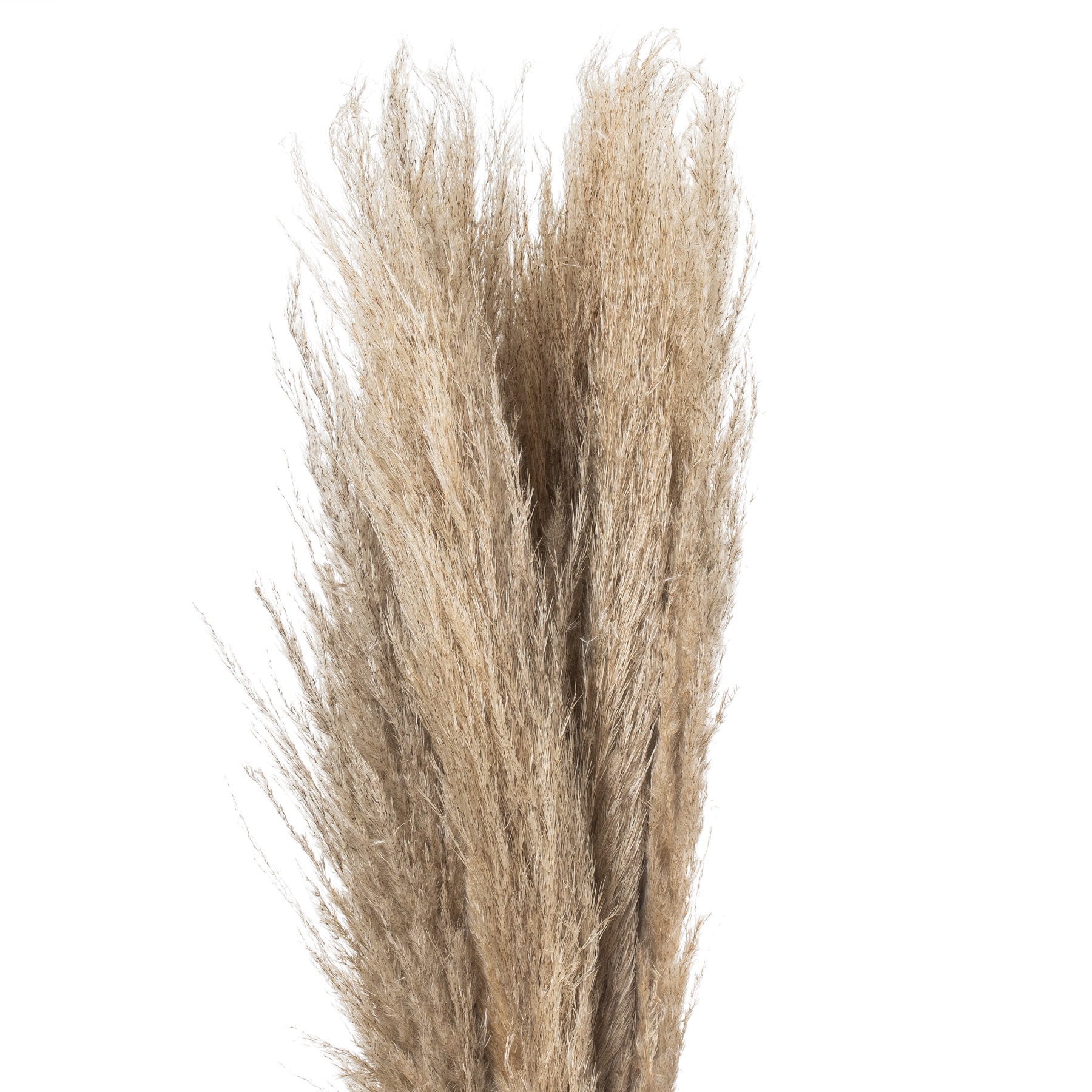 Taupe Grey Pampas Grass Stem