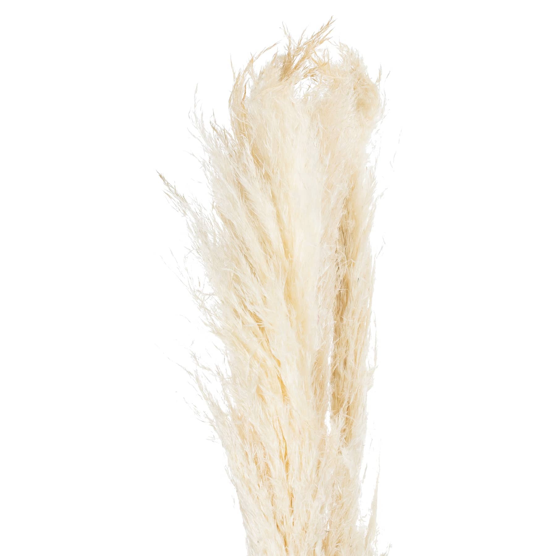 Pampas Grass Stem