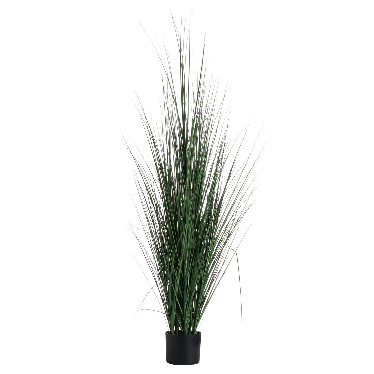 Large Potted Tall Grass