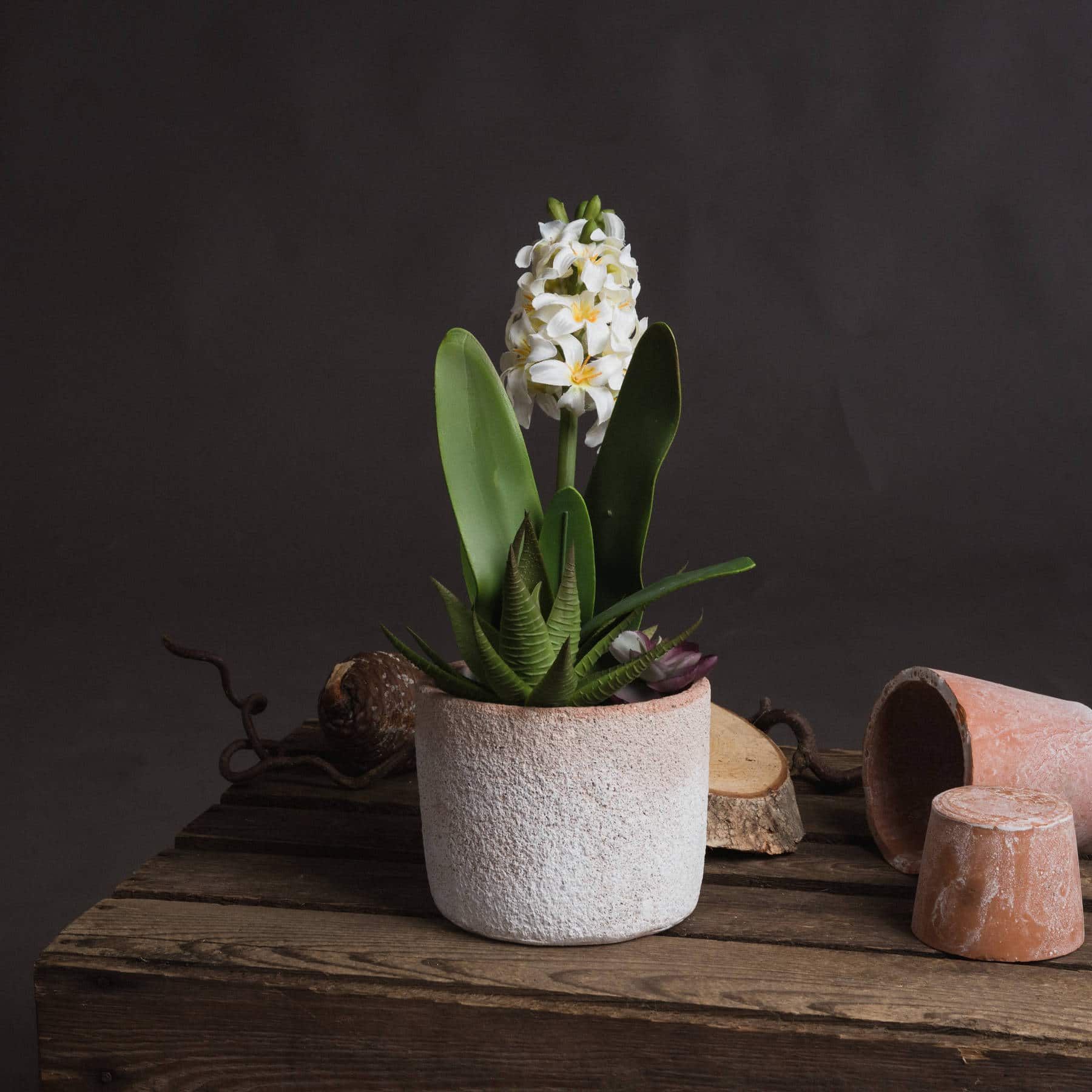 Potted White Hyacinth